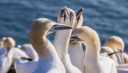 中国短跑名将苏炳添宣布退役